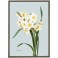 KUNSTTRYK A4 – Narcissus
