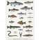 Koustrup miniplakat A4 - Ferskvandsfisk og flodkrebs 