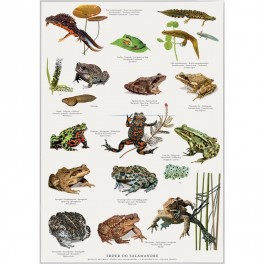 Koustrup miniplakat A4 - Frøer, tudser og salamandere