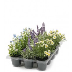 Mr. Plant - Lavendel 1 stk. 