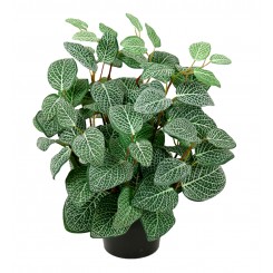 Mr. Plant - Fittonia 1 stk. 