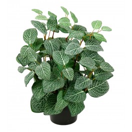 Mr. Plant - Fittonia 1 stk. 