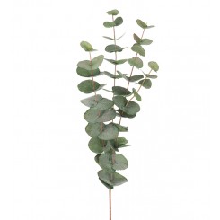 Mr. Plant - Eucalyptus 1 stk. 