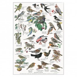 Koustrup miniplakat A4 – Havens fugle