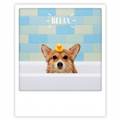 Polaroid kort, RELAX DOG