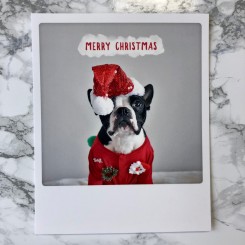 Polaroid kort, MERRY CHRISTMAS DOG IN RED