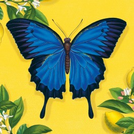 Natural History Museum dobbeltkort, Ulysses Butterfly, 8 stk.