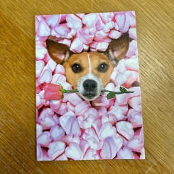 Pictura, Valentins kort, Hund med rose