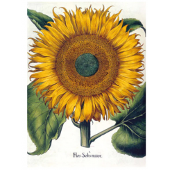 Museums & galleries Botanical Illustrations kortmappe med 8 dobbeltkort inkl. kuvert