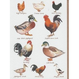 Clanna Cards dobbeltkort, Ducks and Hens