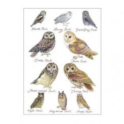 Clanna Cards dobbeltkort, Owls