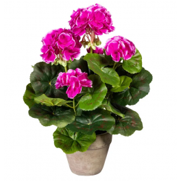 Pelargonier i potte, 34cm, lilla