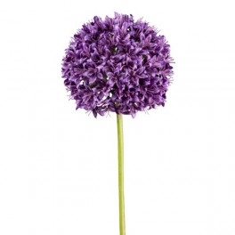 Allium mørk lilla h 89 cm