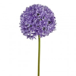 Allium lys lilla h 89 cm